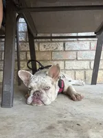 Peaches, a female French Bulldog for sale in Hurst, TX – 2 of 2
