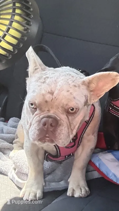 Peaches, a female French Bulldog for sale in Hurst, TX – 1 of 2