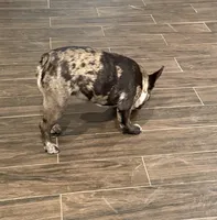 Fifi, a female French Bulldog for sale in Hurst, TX – 4 of 4