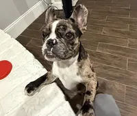 Fifi, a female French Bulldog for sale in Hurst, TX – 2 of 4