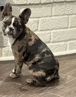 Fifi, a female French Bulldog for sale in Hurst, TX – 1 of 4