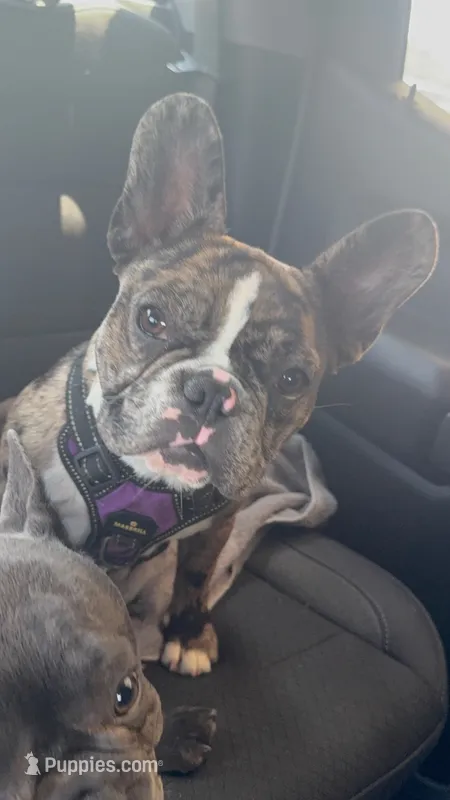 Fifi – French Bulldog puppy for sale in Hurst, TX