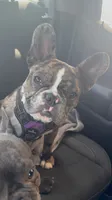 Fifi, a female French Bulldog for sale in Hurst, TX – 1 of 1