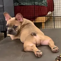 Blue, a male French Bulldog for sale in Miami Beach, FL – Photo 2 of 6