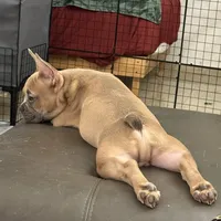 Blue, a male French Bulldog for sale in Miami Beach, FL – Photo 3 of 6