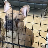 Blue, a male French Bulldog for sale in Miami Beach, FL – Photo 1 of 6