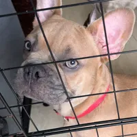 Blue, a male French Bulldog for sale in Miami Beach, FL – Photo 4 of 6