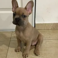 Blue, a male French Bulldog for sale in Miami Beach, FL – Photo 5 of 6