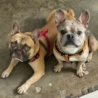 Blue, a male French Bulldog for sale in Miami Beach, FL – Photo 6 of 6