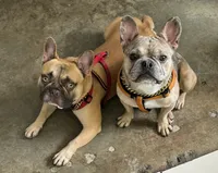 processed/3dfbab96-c9bc-4f55-afcd-016ed3ac98f6/listing/8f563da0-73d9-48ff-bd27-af6568230939/fabc2b0c-e6e6-4ce3-b410-9758d8f050a7