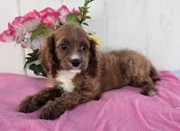 Elaine, a female Cavapoo for sale in Woodburn, IN – 3 of 4