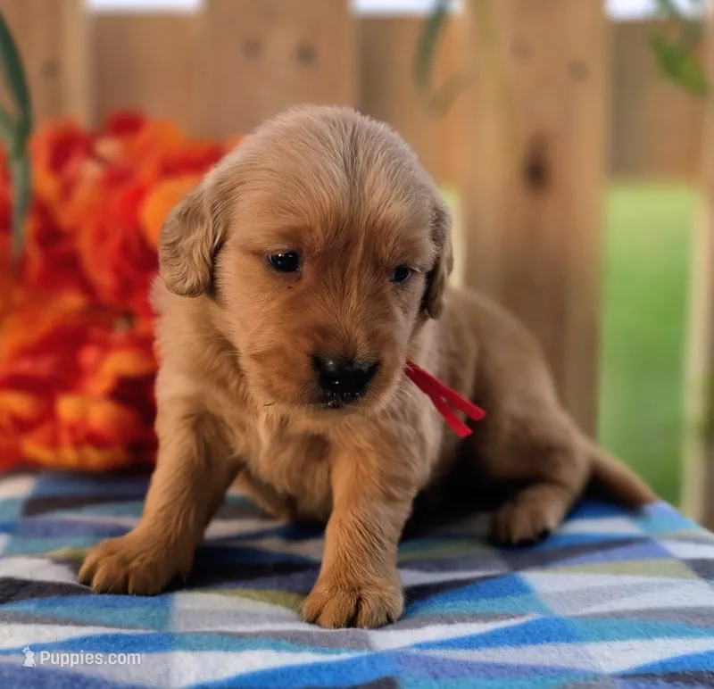 Red – Golden Retriever puppy for sale in Woodburn, IN