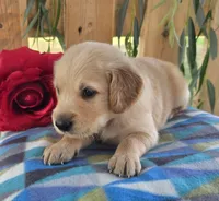 Mochie , a male Goldendoodle for sale in Woodburn, IN – 3 of 4