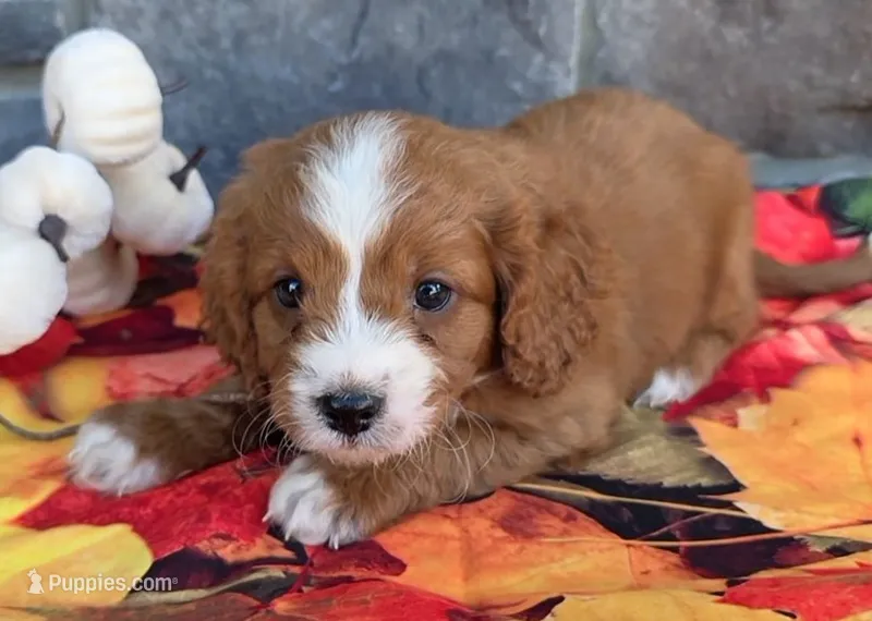 Hickory – Cavapoo puppy for sale in Woodburn, IN