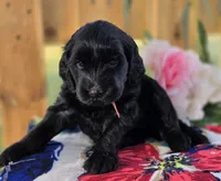 Willow , a female Goldendoodle for sale in Woodburn, IN – 2 of 4