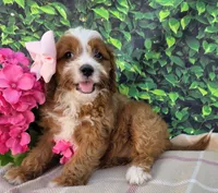 Krystal , a female Cavapoo for sale in Woodburn, IN – 3 of 4