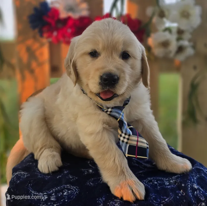 Tank – Golden Retriever puppy for sale in Woodburn, IN