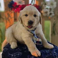 Tank, a male Golden Retriever for sale in Woodburn, IN – 1 of 5