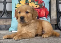 Tucker, a male Golden Retriever for sale in Woodburn, IN – 3 of 4