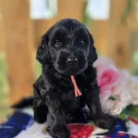 Willow , a female Goldendoodle for sale in Woodburn, IN – 3 of 4