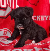 Claus, a male Miniature Schnauzer for sale in Woodburn, IN – Photo 1 of 4