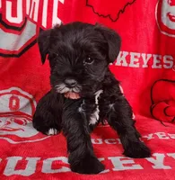 Claus, a male Miniature Schnauzer for sale in Woodburn, IN – Photo 4 of 4