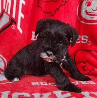 Claus, a male Miniature Schnauzer for sale in Woodburn, IN – Photo 2 of 4