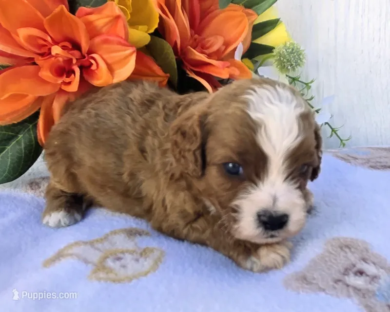 Keegan – Cavapoo puppy for sale in Woodburn, IN