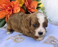Keegan, a female Cavapoo for sale in Woodburn, IN – 1 of 3