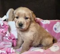 Lucy, a female Golden Retriever for sale in Woodburn, IN – Photo 4 of 4