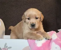 Lucy, a female Golden Retriever for sale in Woodburn, IN – Photo 1 of 4