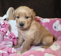 Lucy, a female Golden Retriever for sale in Woodburn, IN – Photo 2 of 4