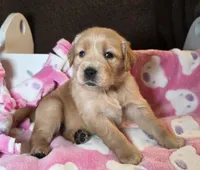 Lucy, a female Golden Retriever for sale in Woodburn, IN – Photo 3 of 4