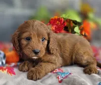 Chia, a female Cavapoo for sale in Woodburn, IN – 2 of 4