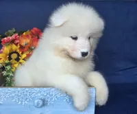 River, a male Samoyed for sale in Woodburn, IN – 4 of 4