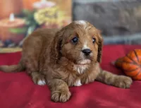 Nutmeg , a male Cavapoo for sale in Woodburn, IN – 2 of 4