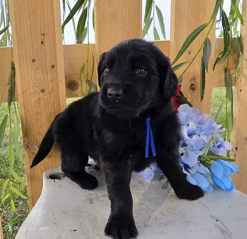 Blue – Goldendoodle puppy for sale in Woodburn, IN