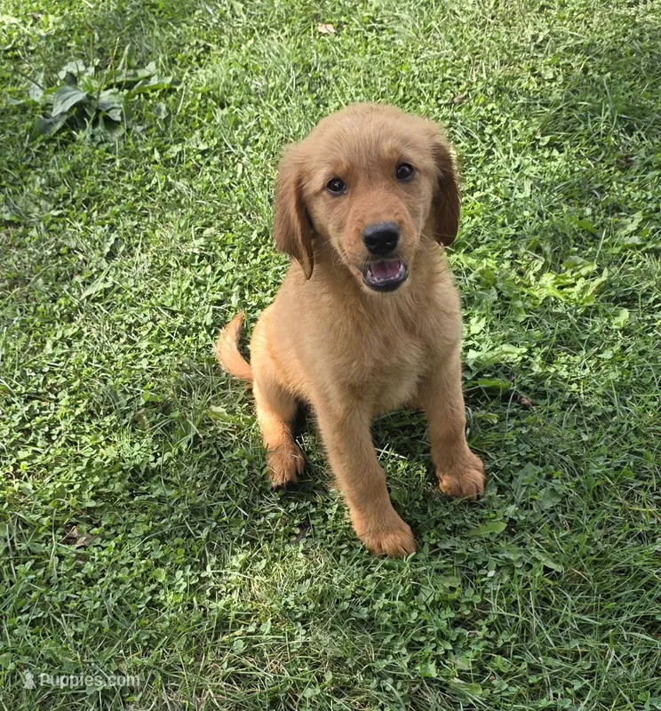 Cutie – Goldendoodle puppy for sale in Woodburn, IN