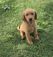 Cutie, a female Goldendoodle for sale in Woodburn, IN – 1 of 3