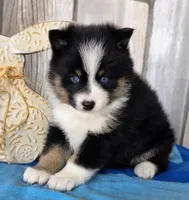 Pixie, a female Pomsky for sale in Woodburn, IN – Photo 2 of 4