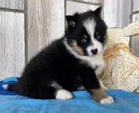 Pixie, a female Pomsky for sale in Woodburn, IN – Photo 3 of 4
