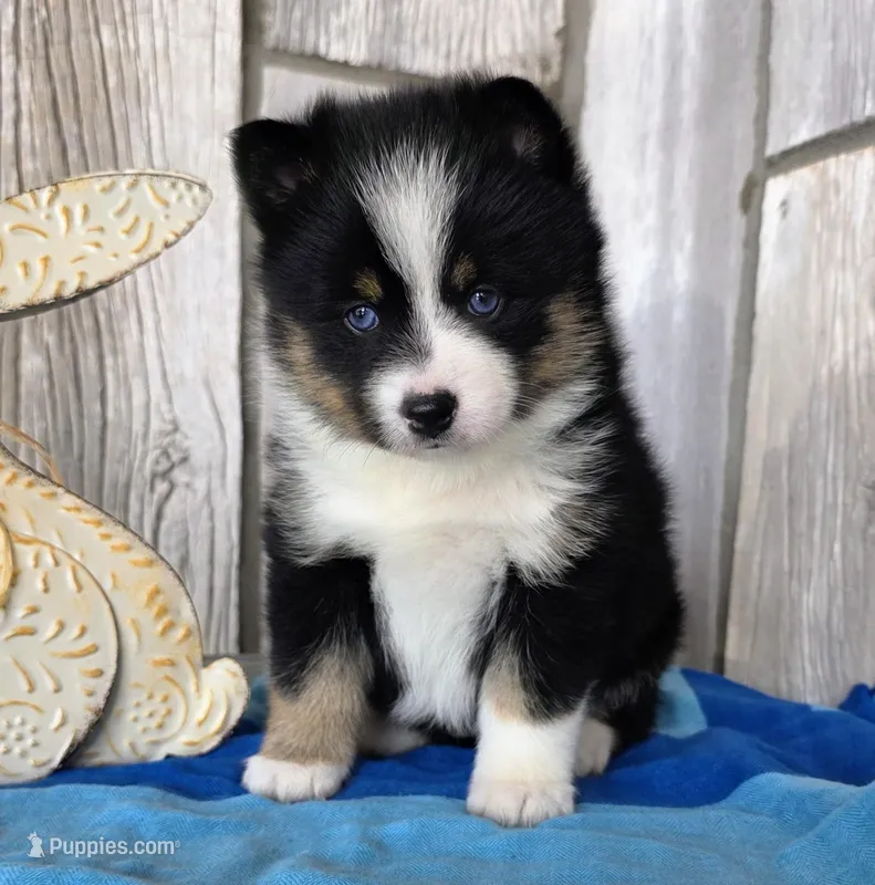 Pixie – Pomsky puppy for sale in Woodburn, IN