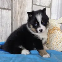 Pixie, a female Pomsky for sale in Woodburn, IN – Photo 4 of 4