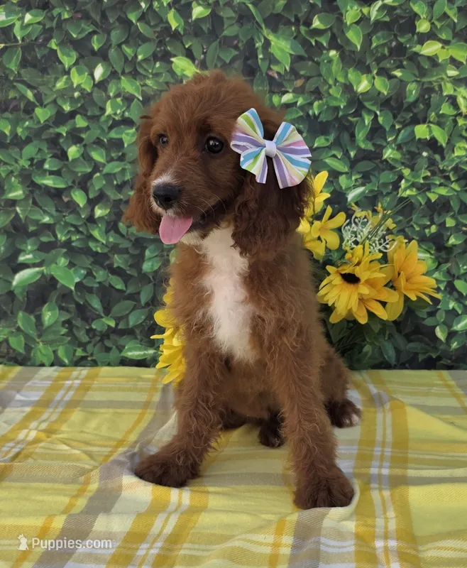 Elaine – Cavapoo puppy for sale in Woodburn, IN