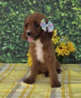 Elaine, a female Cavapoo for sale in Woodburn, IN – 1 of 3