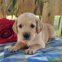Mochie , a male Goldendoodle for sale in Woodburn, IN – 1 of 4