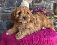 Daffy, a female Cavapoo and Cavalier King Charles Spaniel for sale in Woodburn, IN – Photo 1 of 4
