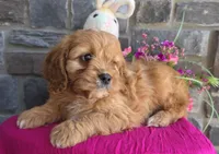 Daffy, a female Cavapoo and Cavalier King Charles Spaniel for sale in Woodburn, IN – Photo 3 of 4