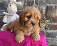 Daffy, a female Cavapoo and Cavalier King Charles Spaniel for sale in Woodburn, IN – Photo 2 of 4