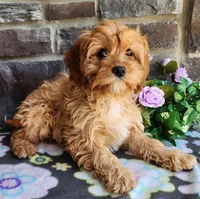 Bella, a female Cavapoo and Cavalier King Charles Spaniel for sale in Woodburn, IN – Photo 2 of 4